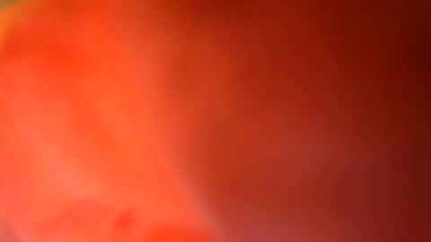 24cockrings online show from 17, 5, 2026