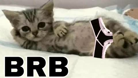 Snapshot of _meowmiko__ chatting on 14, 12, 2025 miko3 online show from 14, 12, 2025