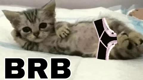 Snapshot of _meowmiko__ chatting on 12, 3, 2026 miko3 online show from 12, 3, 2026