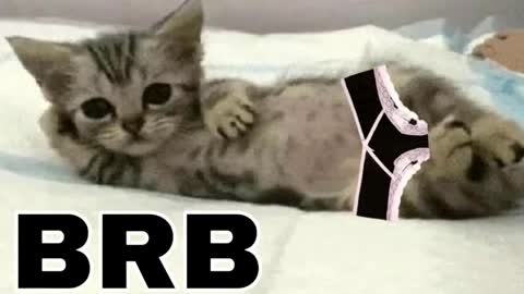 Snapshot of _meowmiko__ chatting on 31, 3, 2026 miko3 online show from 31, 3, 2026