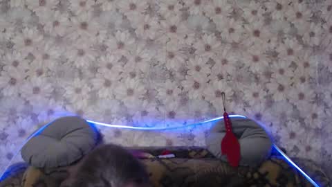 alice longstocking online show from 22, 12, 2025