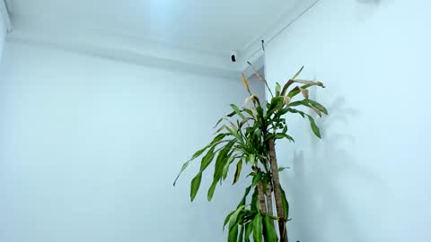 Snapshot of aliice_greco chatting on 24, 10, 2025 Alice online show from 24, 10, 2025