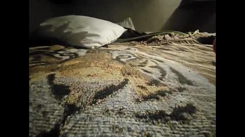 Snapshot of allnikkiallday1 chatting on 18, 1, 2025 Allnikkiallday1 online show from 18, 1, 2025