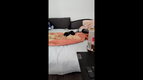 analtraining12 online show from 26, 3, 2026