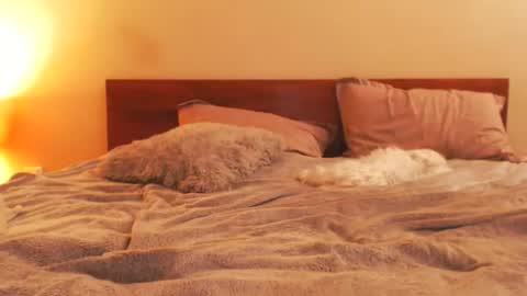 Andra online show from 25, 2, 2026