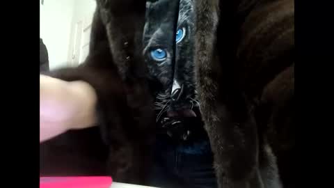 Snapshot of angelo4ek_olya chatting on 21, 1, 2025 Your dreams best breasts online show from 21, 1, 2025