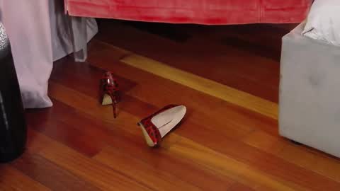 Aryana online show from 29, 9, 2025