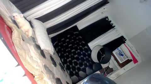 elish 3 online show from 6, 3, 2025