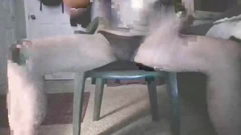 bjohnson420 online show from 16, 11, 2025