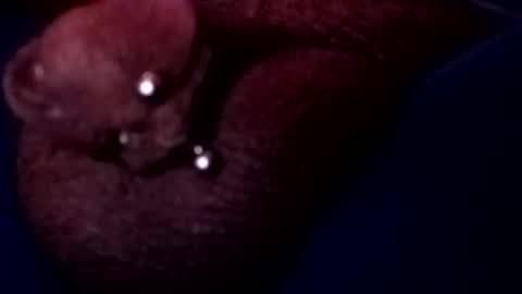 Snapshot of bcfalcon69 chatting on 17, 5, 2026 bcfalcon69 online show from 17, 5, 2026