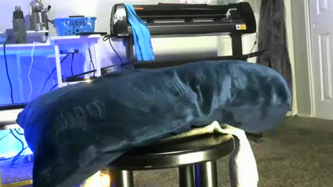 bigboybigbutt69 online show from 6, 5, 2026