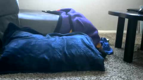 bigboybigbutt69 online show from 25, 5, 2026