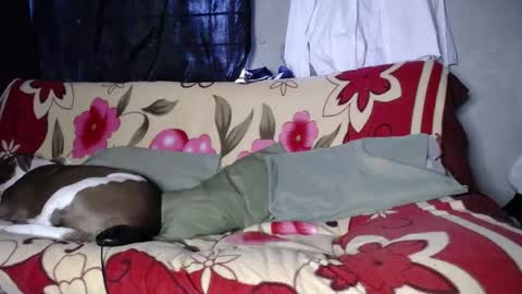 Black Panther online show from 27, 9, 2025