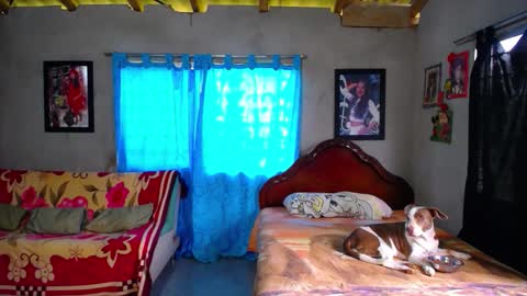 Black Panther online show from 18, 12, 2025