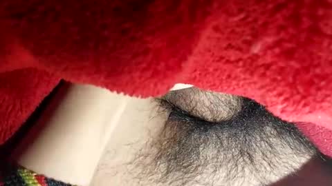 Boloski7 online show from 20, 12, 2025