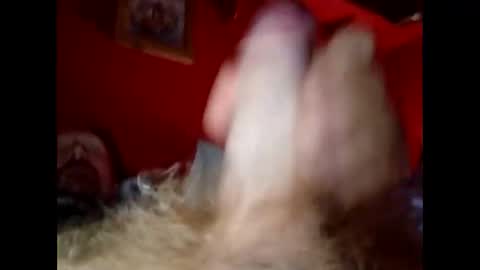 Snapshot of bonzoband chatting on 20, 12, 2024 bonzoband online show from 20, 12, 2024