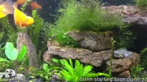 Booker Baxton online show from 3, 12, 2024