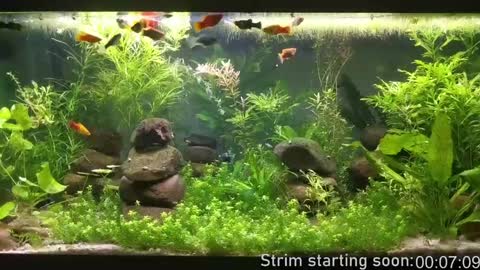 Booker Baxton online show from 8, 12, 2024