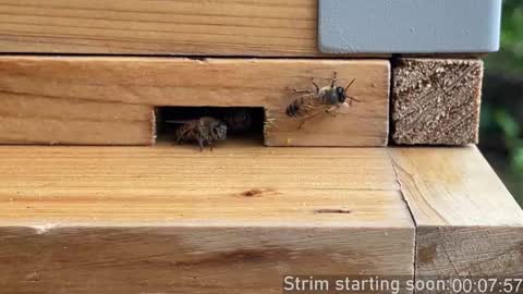 Booker Baxton online show from 3, 10, 2025