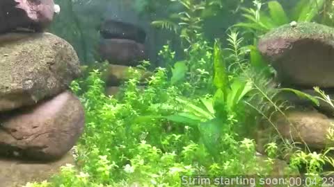 Booker Baxton online show from 19, 10, 2025