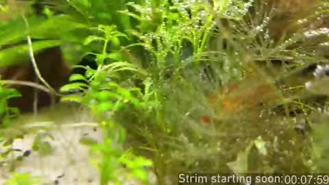 Booker Baxton online show from 14, 11, 2025