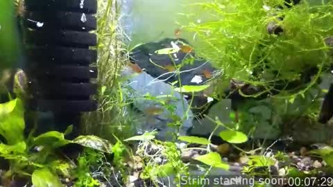 Booker Baxton online show from 23, 11, 2025