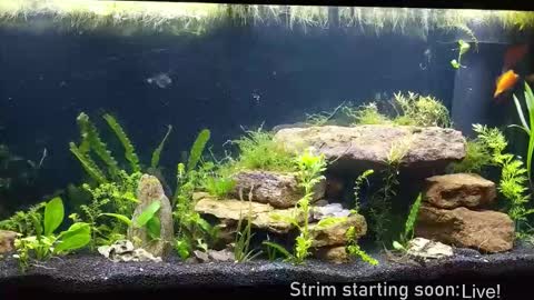 Booker Baxton online show from 4, 12, 2025