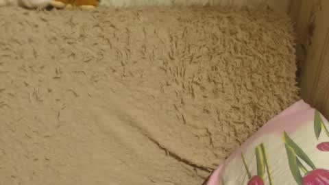 Snapshot of candylady136 chatting on 18, 12, 2024 say meow and send tip  online show from 18, 12, 2024