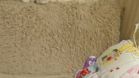 Snapshot of candylady136 chatting on 26, 12, 2024 say meow and send tip  online show from 26, 12, 2024
