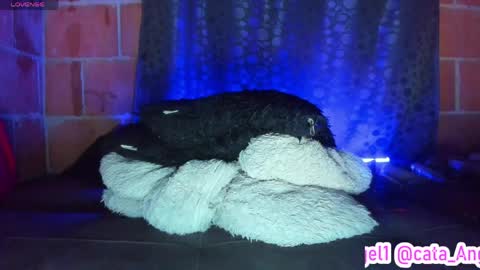 Snapshot of cata_angel1 chatting on 28, 4, 2026 Cata Angel online show from 28, 4, 2026