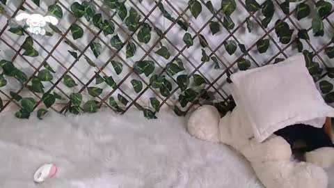 charly_evans60 online show from 22, 2, 2025