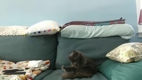 Snapshot of chelseasentra1 chatting on 28, 1, 2025 Chelsea online show from 28, 1, 2025