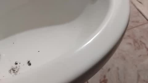 ciccilli online show from 1, 11, 2025