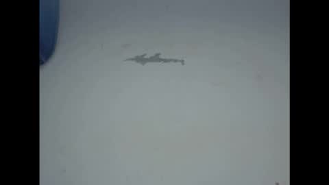 cornxcunt online show from 17, 2, 2026