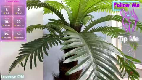 Snapshot of crazy_muscle chatting on 10, 11, 2025 tattoodoll online show from 10, 11, 2025