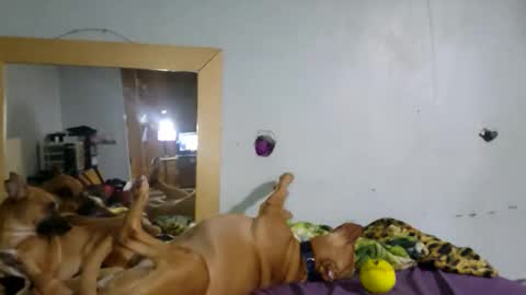 Snapshot of demivercetti chatting on 22, 12, 2025 demivercetti online show from 22, 12, 2025