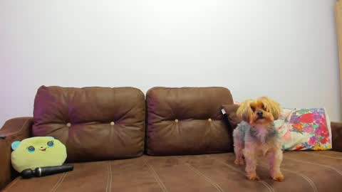 Misha online show from 20, 2, 2025