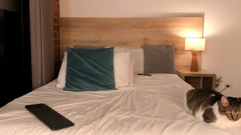 Dilarahkesh  online show from 23, 1, 2025