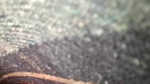 dyno online show from 12, 11, 2025