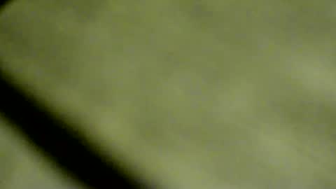 Doby online show from 8, 4, 2026