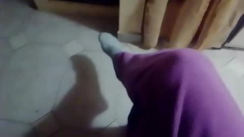 dthedog12 online show from 19, 2, 2026