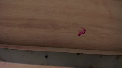 dylanroyce_ online show from 1, 4, 2026