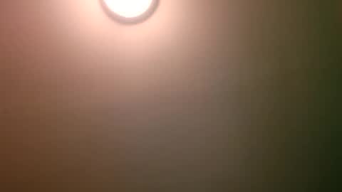 experttreecompany online show from 12, 4, 2026