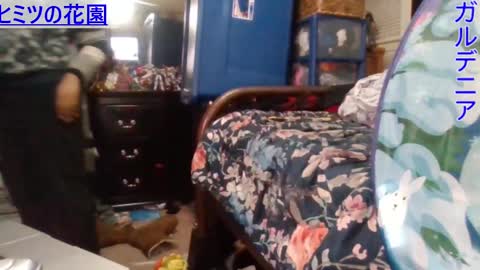 Gardenia online show from 24, 12, 2024