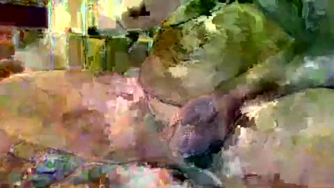 Snapshot of gergokertesz chatting on 16, 1, 2025 gergokertesz online show from 16, 1, 2025