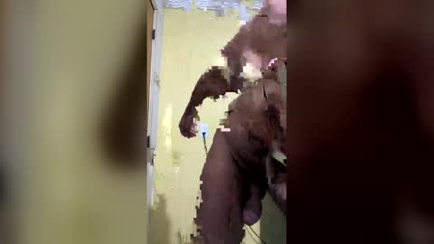 gifted online show from 6, 4, 2026