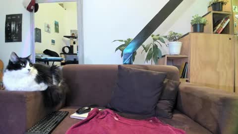 girasol1921 online show from 29, 12, 2024