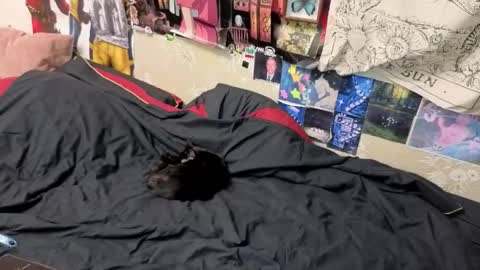 Amy online show from 7, 11, 2025