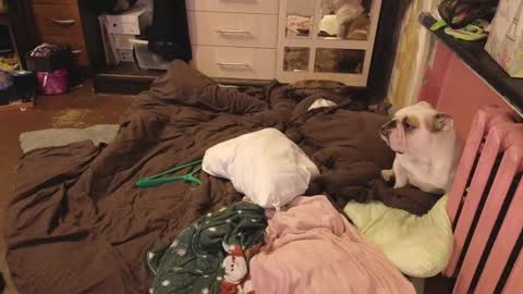 graylovescookies online show from 29, 12, 2024