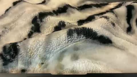 gumbywanna online show from 26, 11, 2025